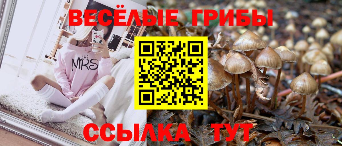 Псилоцибиновые грибы Cubensis Ачинск